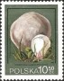 植物:欧洲:波兰:pl198012.jpg