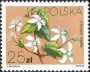 植物:欧洲:波兰:pl198405.jpg