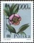 植物:欧洲:波兰:pl199004.jpg
