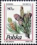 植物:欧洲:波兰:pl199502.jpg