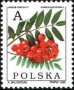 植物:欧洲:波兰:pl199504.jpg