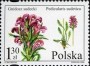 植物:欧洲:波兰:pl200601.jpg