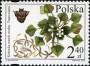 植物:欧洲:波兰:pl200602.jpg