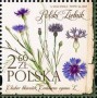 植物:欧洲:波兰:pl201701.jpg