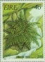 植物:欧洲:爱尔兰:ie198603.jpg