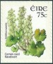 植物:欧洲:爱尔兰:ie200606.jpg