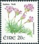 植物:欧洲:爱尔兰:ie200801.jpg
