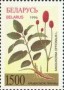 植物:欧洲:白俄罗斯:by199602.jpg