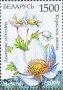 植物:欧洲:白俄罗斯:by200901.jpg