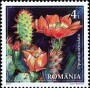植物:欧洲:罗马尼亚:ro201702.jpg
