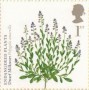 植物:欧洲:英国:uk200904.jpg