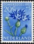植物:欧洲:荷兰:nl195201.jpg
