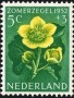 植物:欧洲:荷兰:nl195203.jpg