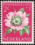 植物:欧洲:荷兰:nl195205.jpg