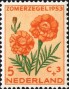 植物:欧洲:荷兰:nl195303.jpg