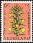 植物:欧洲:荷兰:nl196001.jpg