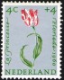 植物:欧洲:荷兰:nl196004.jpg