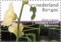 植物:欧洲:荷兰:nl200101.jpg