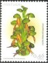 植物:欧洲:葡萄牙:pt200302.jpg