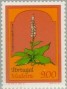 植物:欧洲:马德拉群岛:ptm198201.jpg