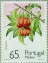 植物:欧洲:马德拉群岛:ptm199102.jpg