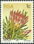 植物:非洲:南非:za197701.jpg