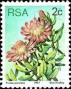 植物:非洲:南非:za197702.jpg