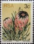 植物:非洲:南非:za197703.jpg