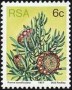 植物:非洲:南非:za197706.jpg