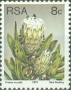 植物:非洲:南非:za197708.jpg