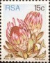 植物:非洲:南非:za197711.jpg