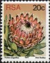 植物:非洲:南非:za197712.jpg