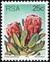 植物:非洲:南非:za197713.jpg