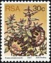 植物:非洲:南非:za197714.jpg