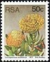 植物:非洲:南非:za197715.jpg