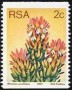 植物:非洲:南非:za197719.jpg