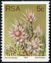 植物:非洲:南非:za197720.jpg