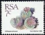 植物:非洲:南非:za198804.jpg