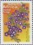 植物:非洲:南非:za200303.jpg