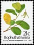 植物:非洲:博普塔茨瓦纳:bp199101.jpg