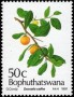 植物:非洲:博普塔茨瓦纳:bp199104.jpg