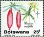植物:非洲:博茨瓦纳:bw198503.jpg