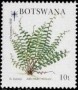 植物:非洲:博茨瓦纳:bw199201.jpg