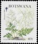 植物:非洲:博茨瓦纳:bw199203.jpg