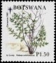 植物:非洲:博茨瓦纳:bw199204.jpg