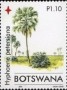 植物:非洲:博茨瓦纳:bw200601.jpg