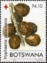 植物:非洲:博茨瓦纳:bw200603.jpg