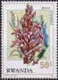 植物:非洲:卢旺达:rw197603.jpg