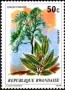 植物:非洲:卢旺达:rw197903.jpg