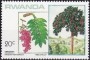 植物:非洲:卢旺达:rw198401.jpg